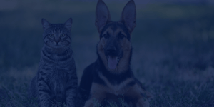 Vet SEO Tile
